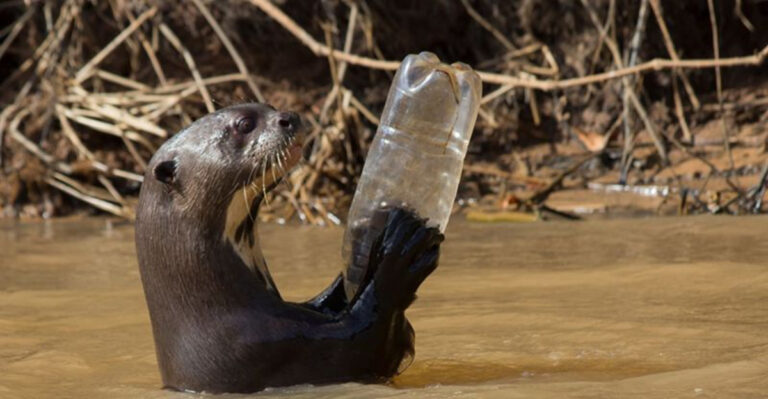 14 Animals Born With Plastic In Their Bodies
