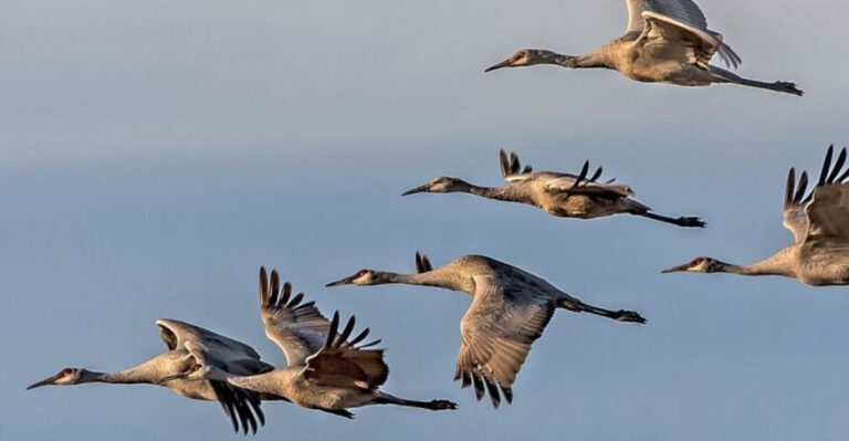 14 Animals That Can Sleep While Flying
