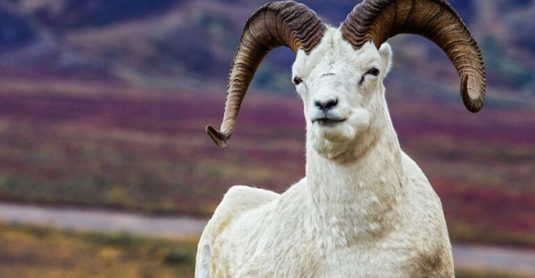 14 Animals That Chew Cud