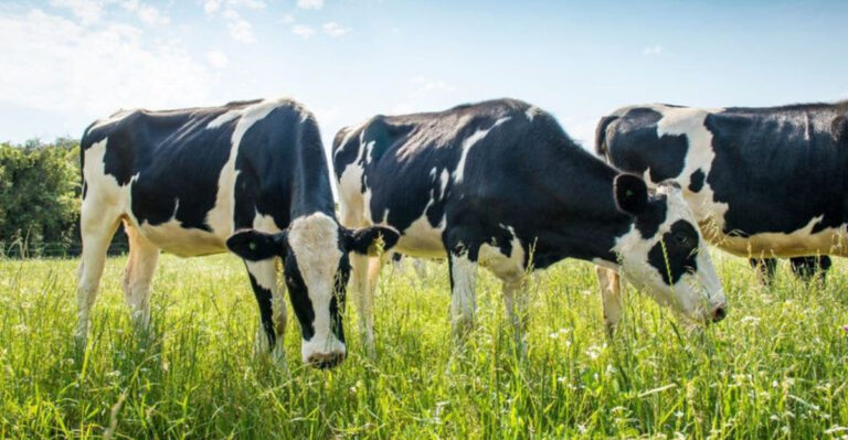 14 Animals That Share The Most Genetic Traits With Us