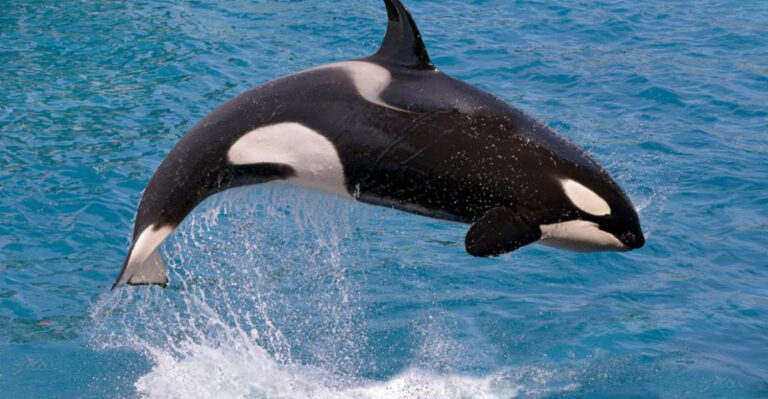 14 Animals You Must See At Least Once (And 4 You Should Never Encounter)