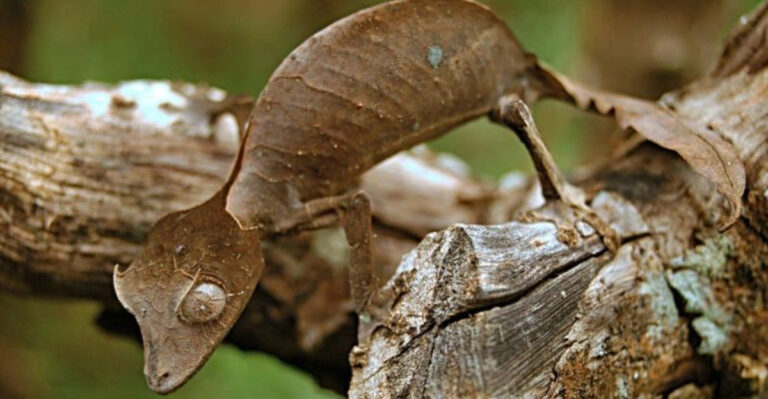 14 Astonishing Facts About The Leaf-Tailed Gecko’s Camouflage Mastery