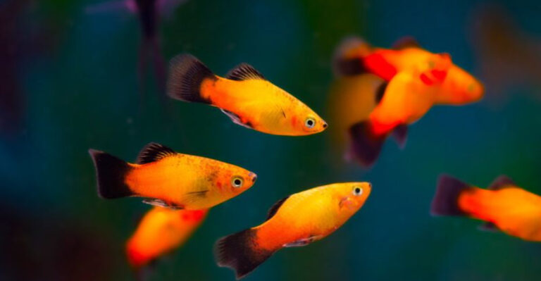 14 Best Aquarium Fish For Children