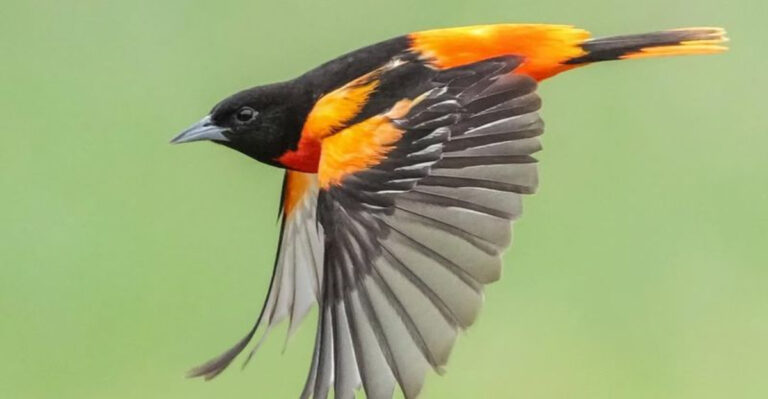 14 Birds You’ll Want To Attract To Your Yard