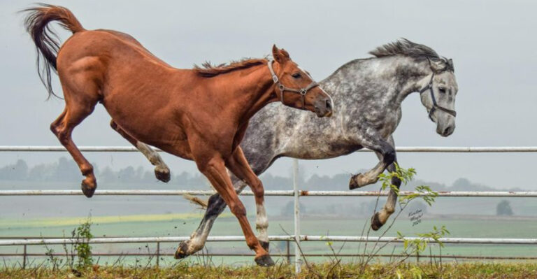 14 Common Misconceptions Every New Horse Owner Should Know