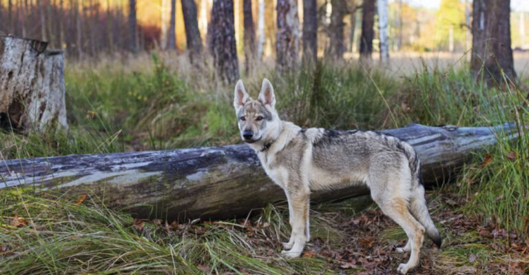 14 Coyote-Like Dog Breeds That Make Great Family Pets