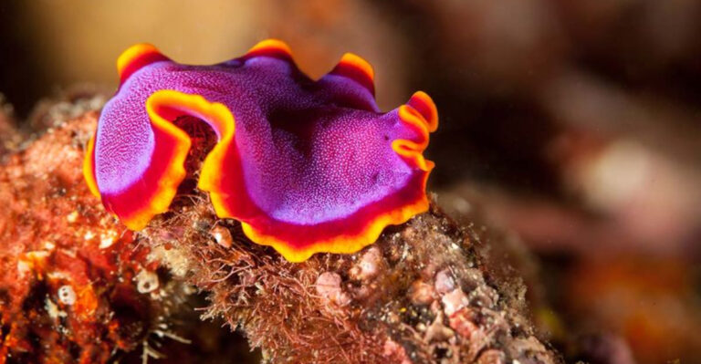14 Creatures That Can Live Without A Heart