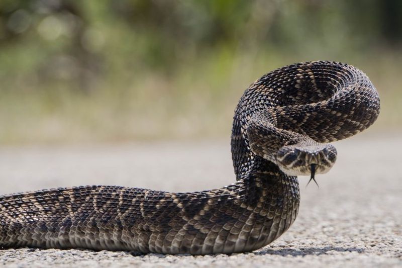 Silent Stalkers: Diamondback Rattlesnakes