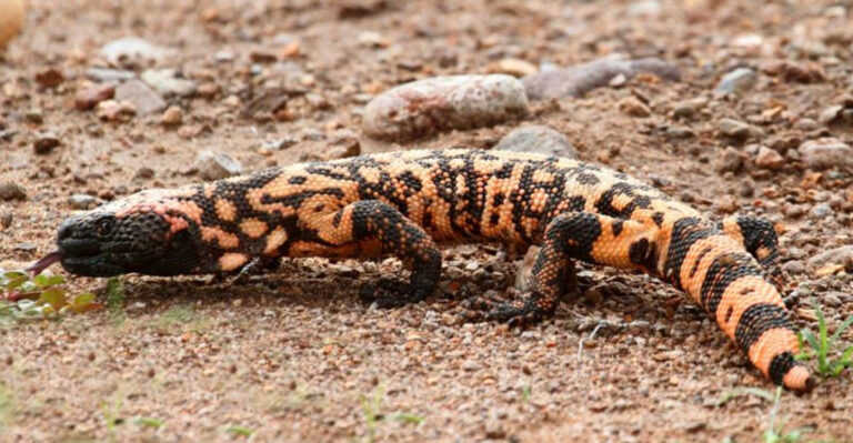 14 Dangerous Desert Dwellers To Watch Out For In Arizona