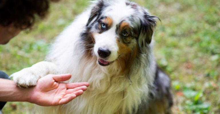 14 Dog Behaviors People Get Wrong (And 5 That Make Perfect Sense)