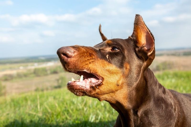 Doberman Pinscher