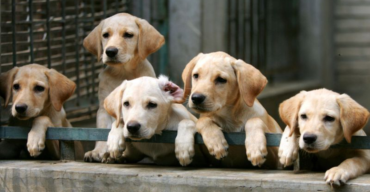 14 Drawbacks Of Getting Your Dog From A Breeder