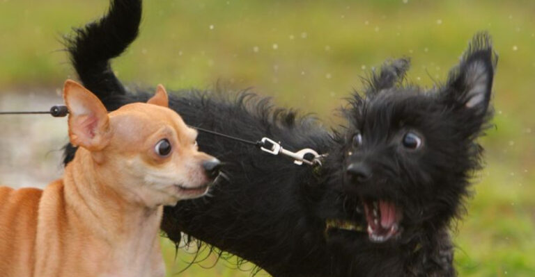 14 Effective Tips To Stop Your Dog From Barking At Other Dogs