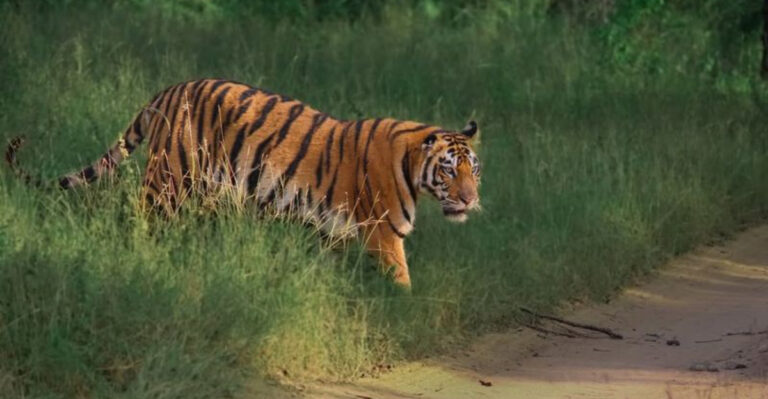 14 Endemic Animals Found In Just One Spot On Earth