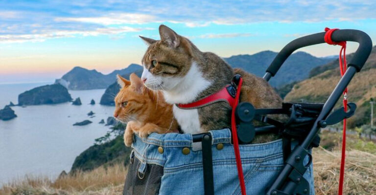 14 Essential Tips For Traveling With Your Cat Stress-Free