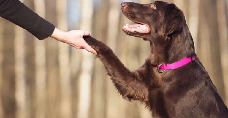 14 Expert Dog Training Secrets Every Pet Parent Needs To Know