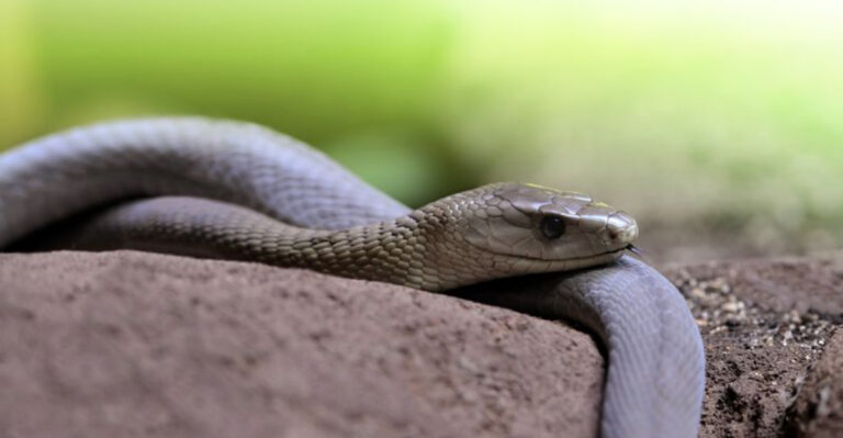 14 Facts About The Black Mamba – Africa’s Most Feared Serpent