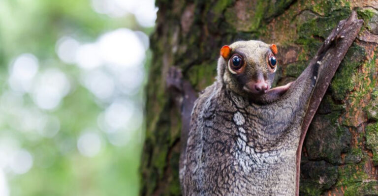 14 Facts About The Colugo, The Strangest Animal You’ve Never Heard Of