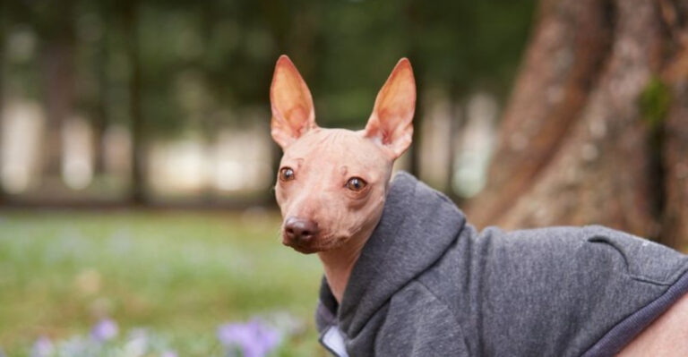 14 Fascinating Facts About The American Hairless Terrier