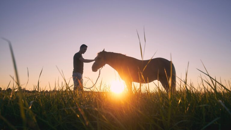 Man and horse
