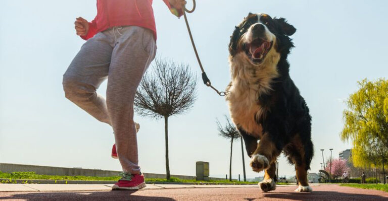 14 Fun Activities Scientifically Proven To Make Dogs Happiest