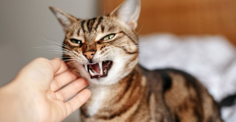 14 Health Risks Associated With Cat Ownership