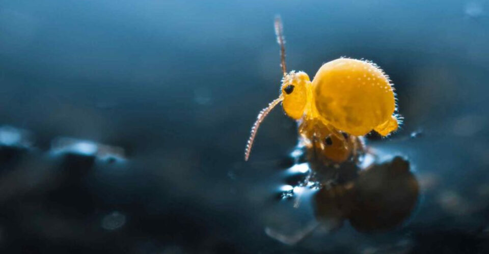 14 Insects That Live In Water