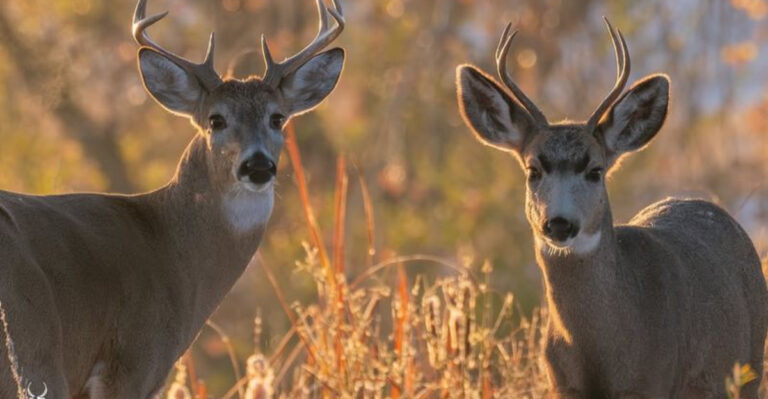 14 Key Differences Between Mule Deer And White-Tailed Deer