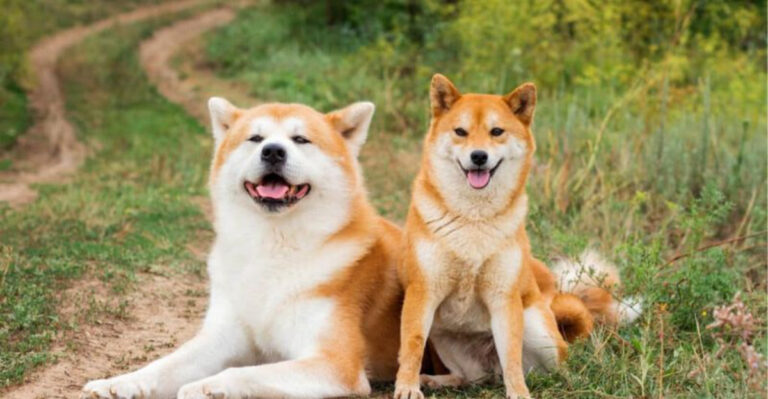 14 Key Differences Between Shiba Inu And Akita