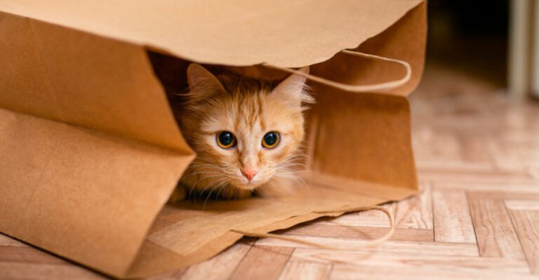 14 Key Tips For Welcoming A Stray Cat Into Your Home