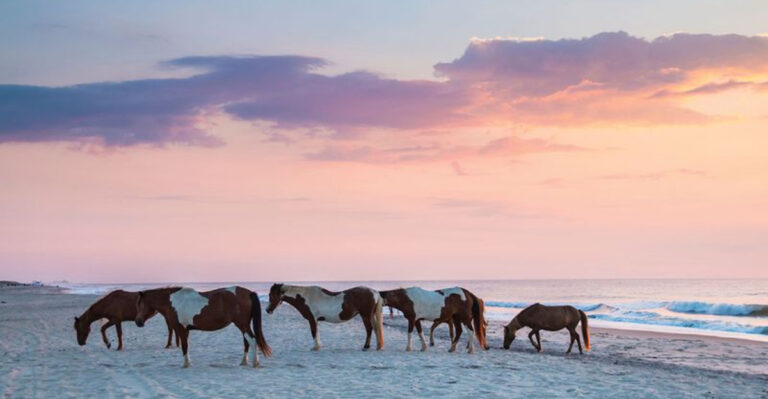 14 Most Mysterious Places Where Animals Rule In The U.S.