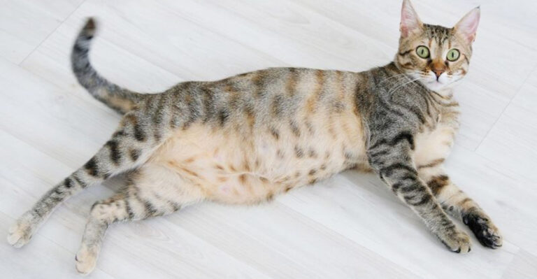14 Must-Know Tips To Keep Your Pregnant Cat Healthy And Happy