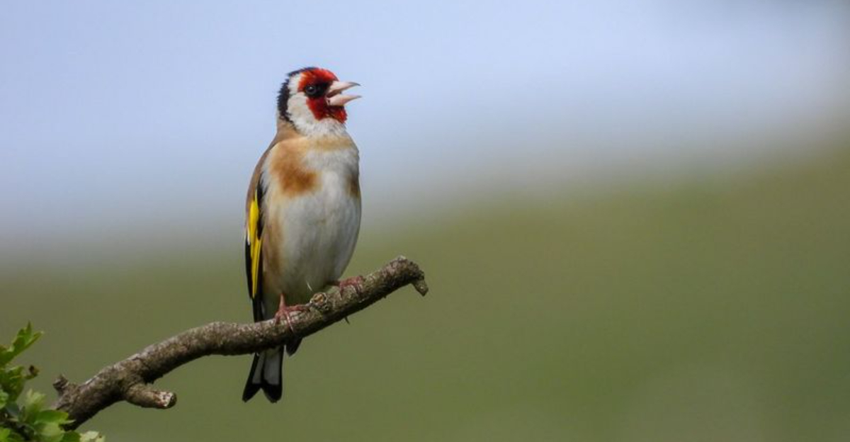 14 Pet Bird Breeds Known For Their Singing Abilities