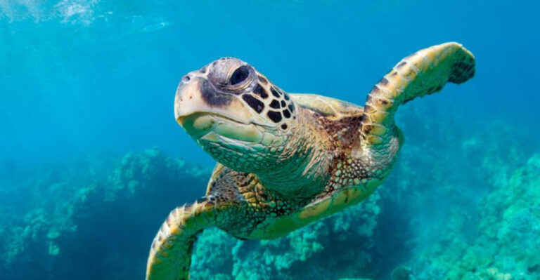14 Reasons Sea Turtles Have Survived For Millions Of Years