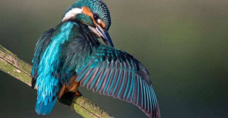 14 Reasons Why Birds Preen Their Feathers