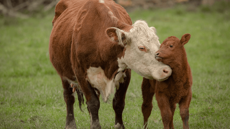 Communication With Calves