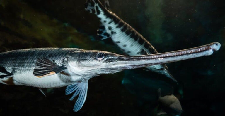 14 Reasons Why Gar Fish Is Not Meant For Your Home Tank