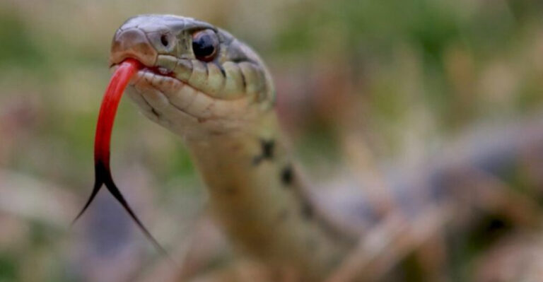 14 Reasons Why Snakes Flick Their Tongues (What’s The Secret?)