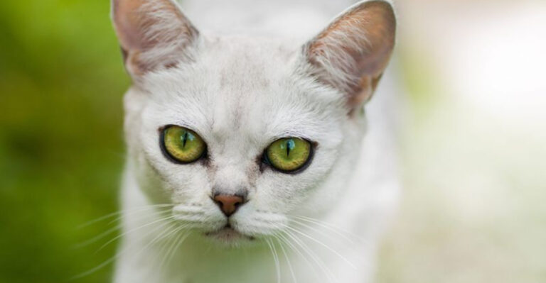 14 Reasons Why The Burmilla Is The Perfect Cat