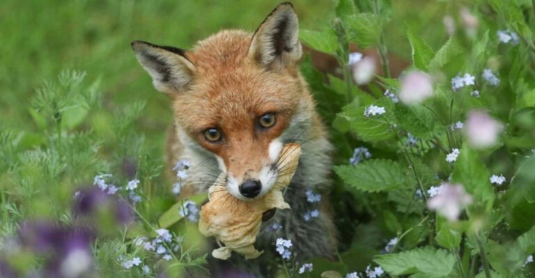 14 Safe And Effective Ways To Keep Foxes Out Of Your Yard