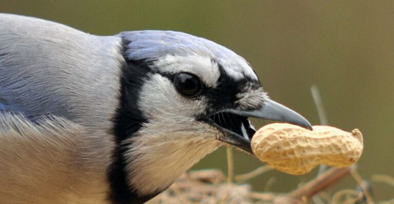 14 Shocking Bird Feeding Habits You Won’t Believe
