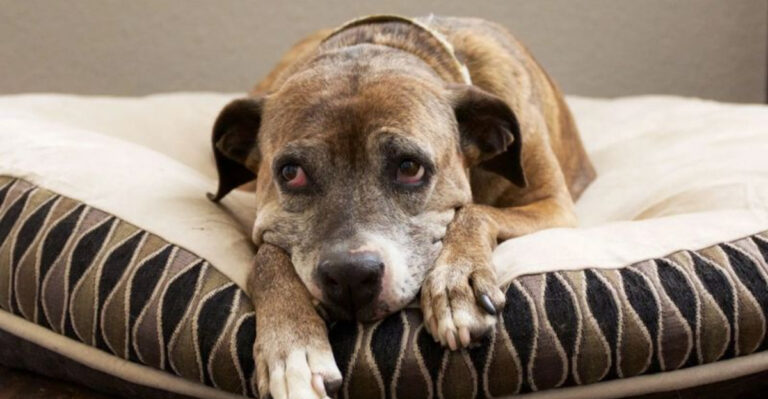 14 Signs That Your Dog Might Be Sick