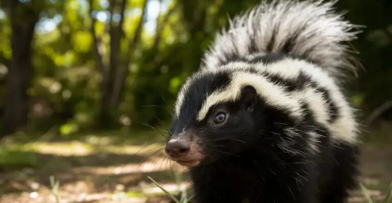 14 Stinky Facts About The Skunk: The Master Of Chemical Defense