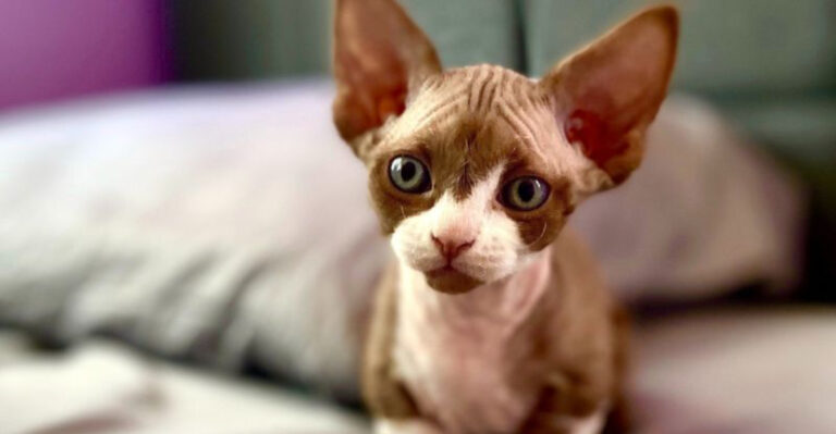 14 Surprising Facts About The Unique Minskin Cat