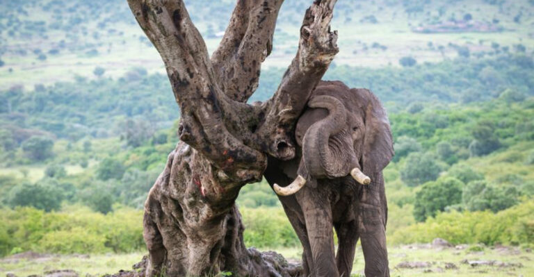 14 Surprising Reasons Animals Rub Against Objects