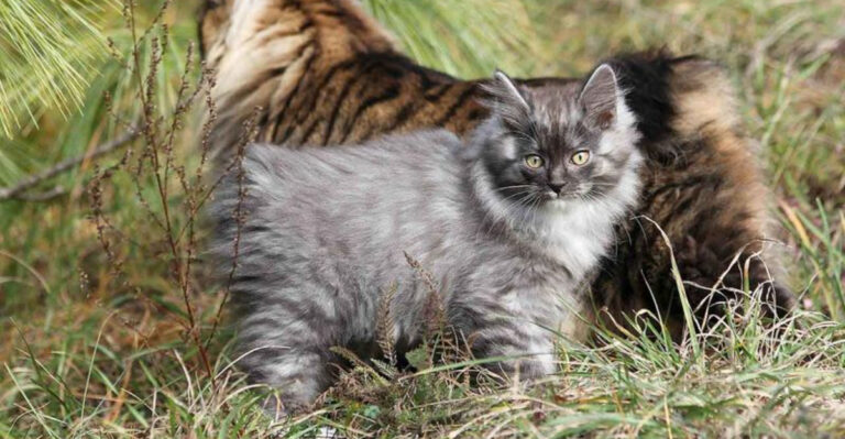 14 Surprising Things You Should Know About The Kurilian Bobtail