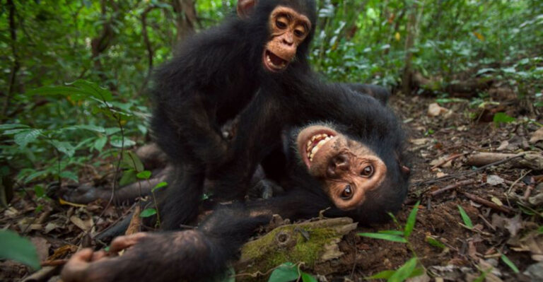 14 Things Monkeys Do That Are Strangely Human