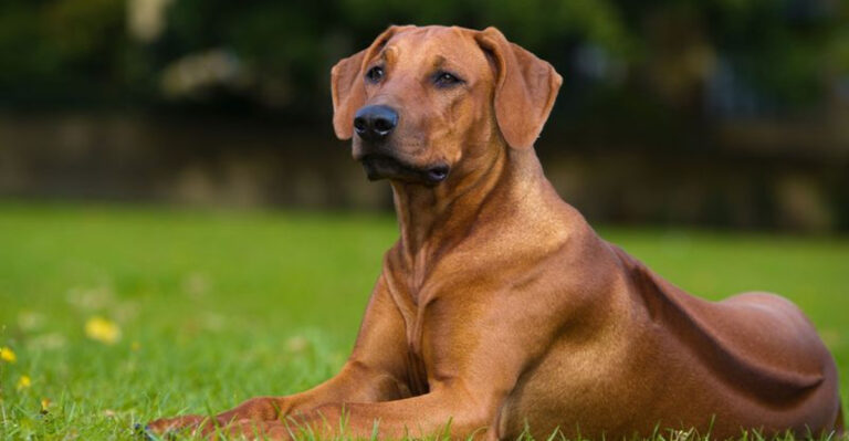 14 Things You Didn’t Know About The Rhodesian Ridgeback