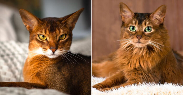 14 Traits That Make The Abyssinian Cat Different From The Somali Cat