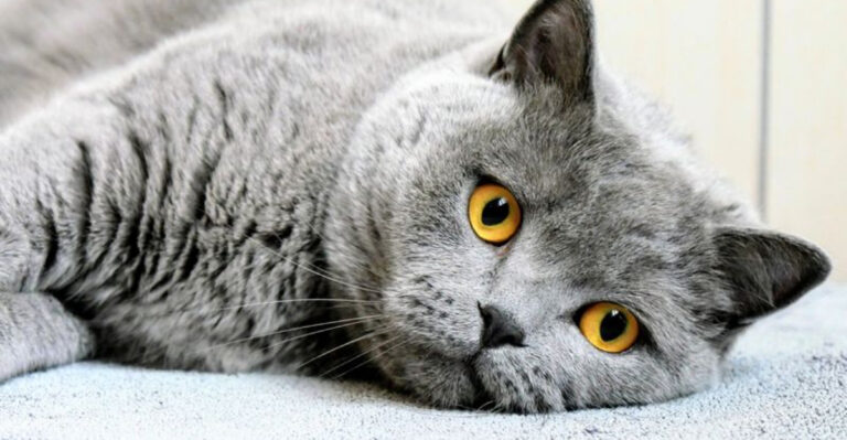 14 Ways Cats Mourn Quietly — But Deeply